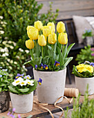 Tulipa Yellow Present