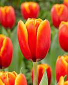 Tulpe (Tulipa) 'Striker'