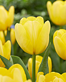 Tulpe (Tulipa) 'Yellow Present'