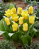 Tulpe (Tulipa) 'Eco', gelb