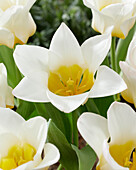 Tulpe (Tulipa) 'Eco', weiß