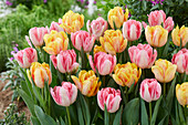 Tulpe (Tulipa) 'Foxtrott', 'Foxy Foxtrott'