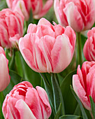 Tulpe (Tulipa) 'Foxtrot'