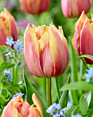 Tulpe (Tulipa) 'Theo 2'