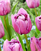 Tulpe (Tulipa) 'Dancing Passion'