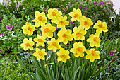 Narzisse (Narcissus) 'Classic Garden'