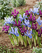 Zwerg-Iris (Iris Reticulata) 'Alida', 'Rejoice'