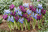 Zwerg-Iris (Iris Reticulata) 'Alida', 'Rejoice'