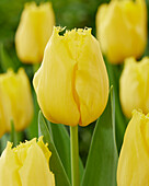Tulpe (Tulipa) 'Sunny Time'