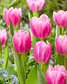 Tulpe (Tulipa) 'Dreamcloud'