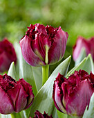 Tulpe (Tulipa) '486-535-05-1'