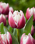 Tulpe (Tulipa) 'More than a Feeling'
