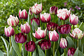 Tulipa mix