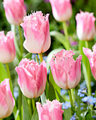 Tulpe (Tulipa) 'Souvenir'