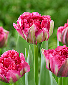Tulpe (Tulipa) 'Wind of Change'