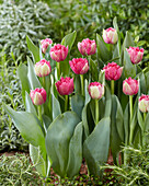 Tulpe (Tulipa) 'Polderpink'
