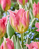 Tulpe (Tulipa) 'Pink Artist'