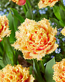 Tulpe (Tulipa) 'Brisbane'