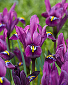 Zwerg-Iris (Iris Reticulata) 'Purple Hill'