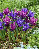 Zwerg-Iris (Iris Reticulata) 'Blue Hill', 'Purple Hill'