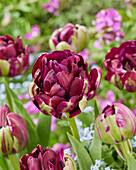 Tulpe (Tulipa) 'Mystery Dream'