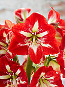 Hippeastrum Barbados