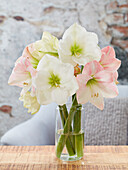 Ritterstern, auch Amaryllis (Hippeastrum) 'Moscow, Apple Blossom'