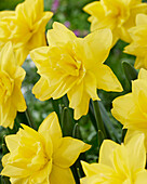 Narzisse (Narcissus) 'Golden Ducat'
