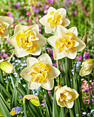 Narcissus Double Star