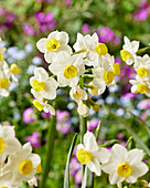 Narzisse (Narcissus) 'Avalex'