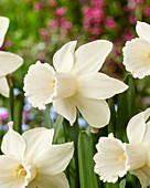 Narzisse (Narcissus) ' Lady Madonna'
