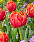 Tulpe (Tulipa) 'Sun Lover'