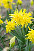Narzissen (Narcissus) 'Rip van Winkle'