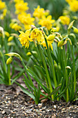 Narcissus Tete Boucle