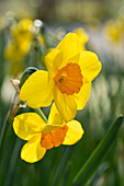 Narzisse (Narcissus) 'Cornish Dawn'