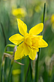 Narzisse (Narcissus) 'Double Campernelle'