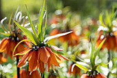 Kaiserkrone (Fritillaria imperialis) 'Orange Beauty'