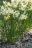 Narzisse (Narcissus) 'Toto'