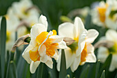 Narcissus Peach Swirl