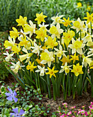 Narzissen (Narcissus), kleinblütige Trompetenmischung