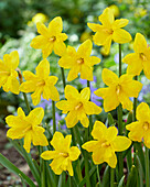 Narzisse (Narcissus) 'Winter Starlet'