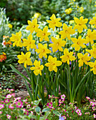 Narcissus Winter Starlet