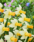 Narzisse (Narcissus) 'Terry'