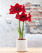 Ritterstern, auch Amaryllis (Hippeastrum) 'Premiere'