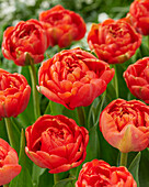 Tulpe (Tulipa) 'Miranda'