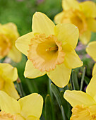 Narzisse (Narcissus) 'Alexis Beauty'
