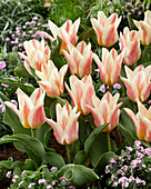 Tulpe (Tulipa) 'Quebec'