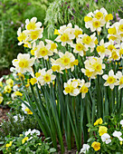 Narcissus Pure Sun