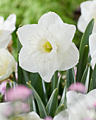 Narzisse (Narcissus) 'IW-W'