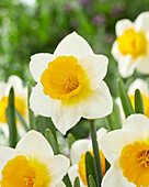 Narzissen (Narcissus) 'Nr. 31-6'